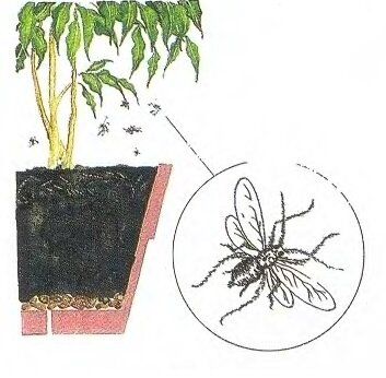 Как эффективно избавиться от мошек в цветочных горшках