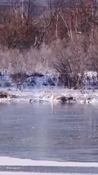 Пара журавлей не улетает с замерзшего озера в Некрасовке