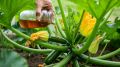 Почему гниют кабачки и как с этим бороться