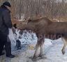 В защите не нуждается: специалисты наблюдают за лосенком, вышедшим к жителям поселка Дуки