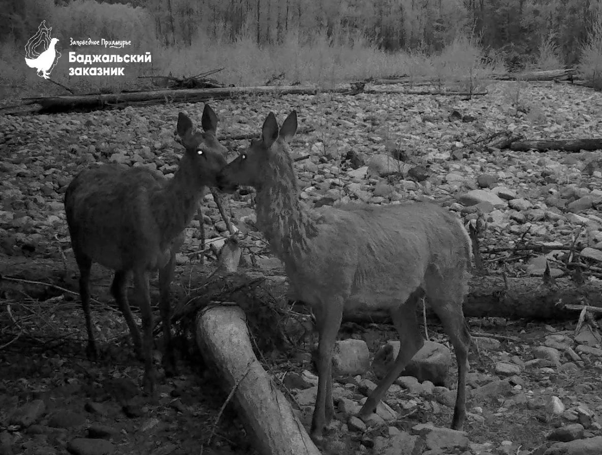 Юные изюбри «позировали» перед фотоловушкой Баджальского заказника