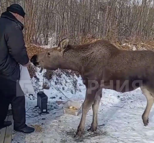В защите не нуждается: специалисты наблюдают за лосенком, вышедшим к жителям поселка Дуки