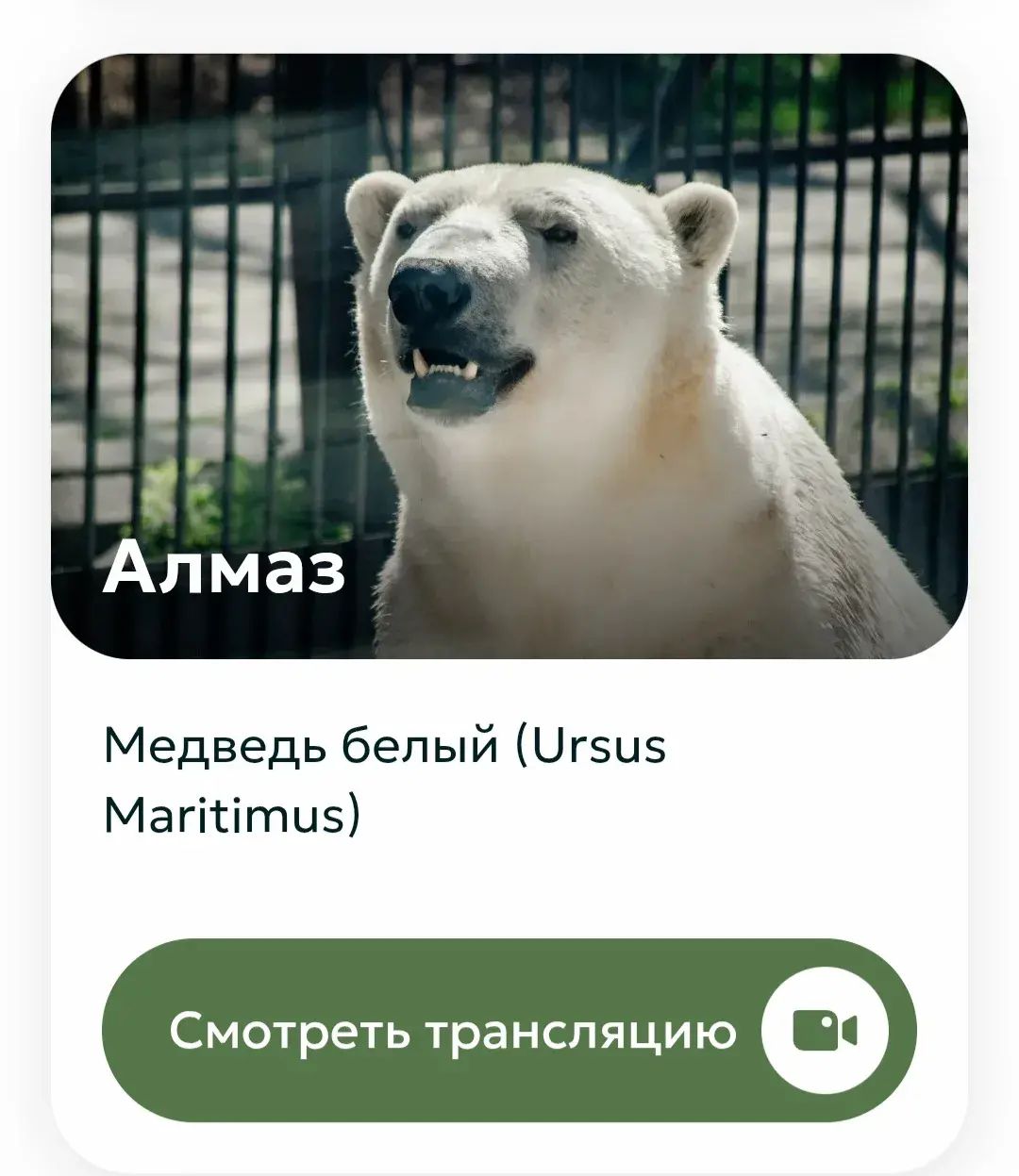 Зоосад «Приамурский» открывает виртуальные двери: теперь увидеть льва Аслана и белого медведя Алмаза можно онлайн Зоосад «Приамурский» открывает виртуальные двери: теперь увидеть льва Аслана и белого медведя Алмаза можно онлайн