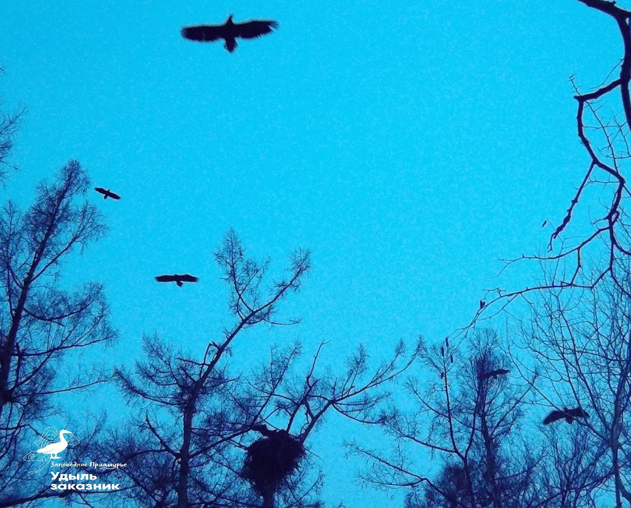 Сотрудники Комсомольского заповедника завершили наблюдение за белоплечими орланами Сотрудники Комсомольского заповедника завершили наблюдение за белоплечими орланами