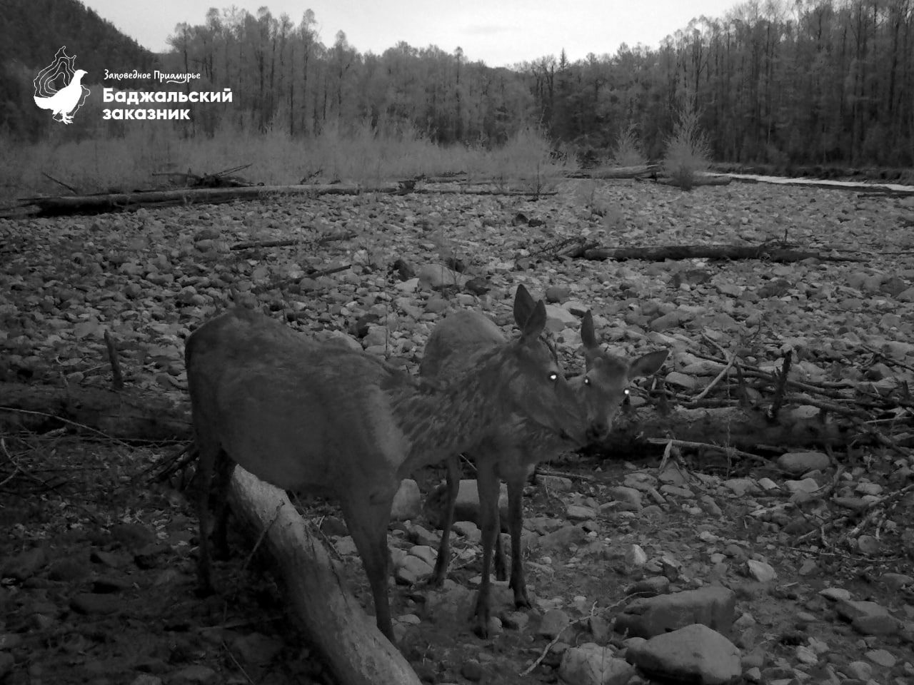 Процесс общения изюбрят запечатлела фотоловушка в Баджальском заказнике Процесс общения изюбрят запечатлела фотоловушка в Баджальском заказнике