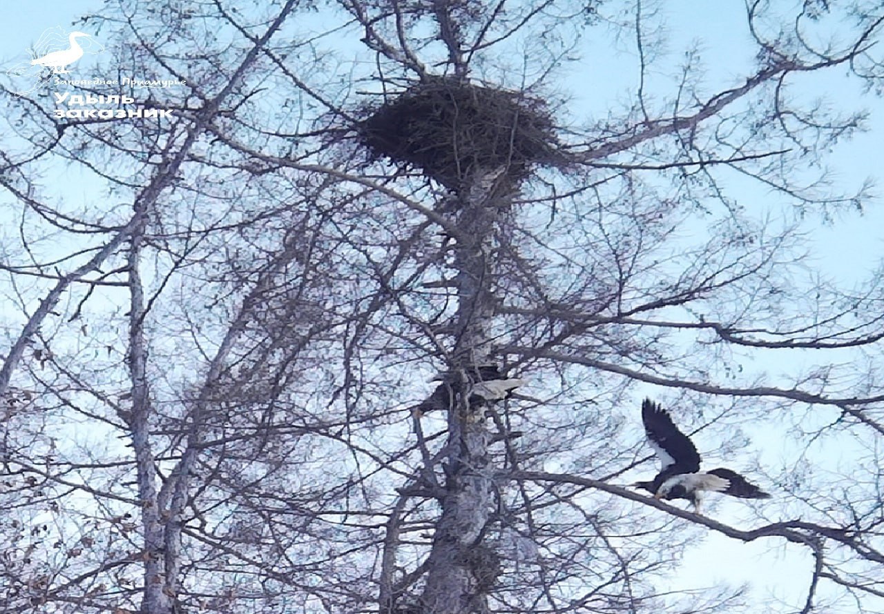 Сотрудники Комсомольского заповедника завершили наблюдение за белоплечими орланами Сотрудники Комсомольского заповедника завершили наблюдение за белоплечими орланами
