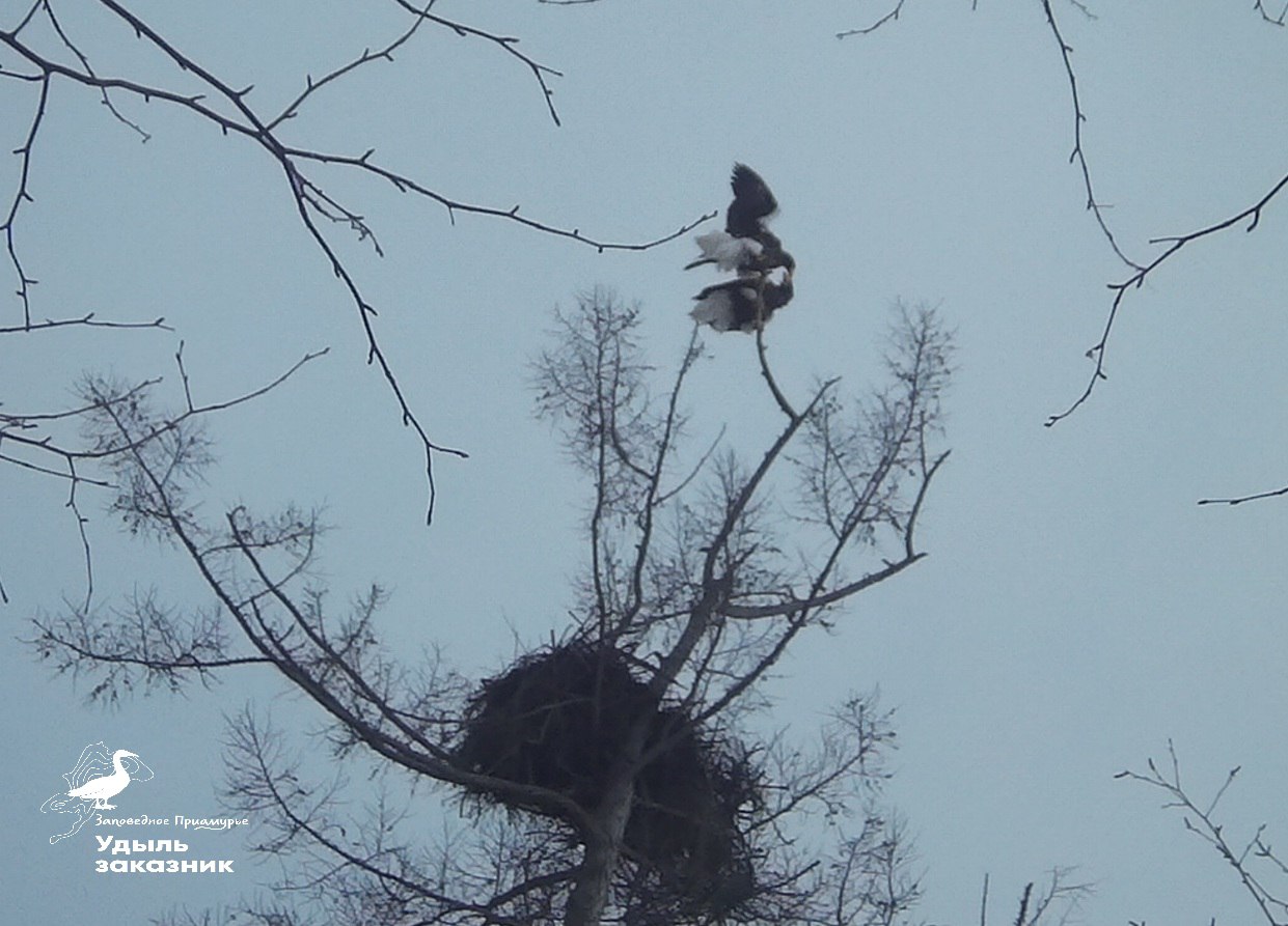Сотрудники Комсомольского заповедника завершили наблюдение за белоплечими орланами Сотрудники Комсомольского заповедника завершили наблюдение за белоплечими орланами