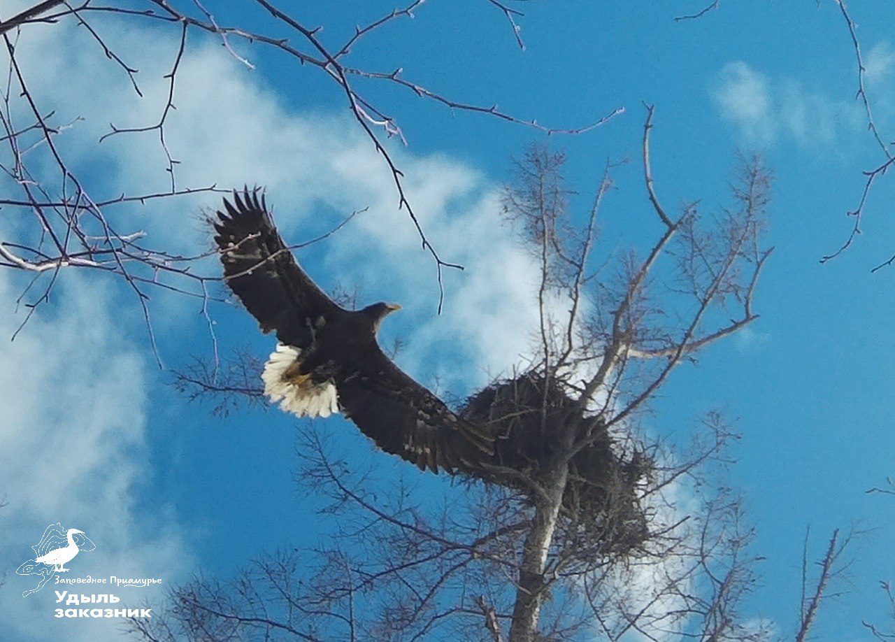 Сотрудники Комсомольского заповедника завершили наблюдение за белоплечими орланами Сотрудники Комсомольского заповедника завершили наблюдение за белоплечими орланами