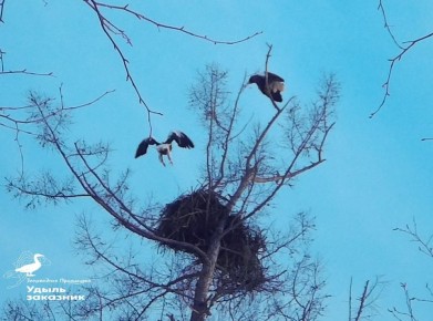 Сотрудники Комсомольского заповедника завершили наблюдение за белоплечими орланами