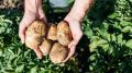 Как увеличить урожай картофеля в мешках: секреты успеха от опытного соседа