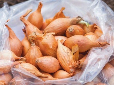 Оптимальное хранение лука-севка: секреты, которые должен знать каждый садовод