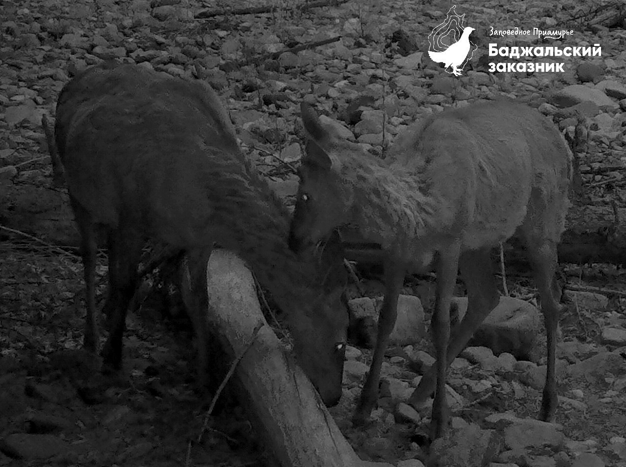 Процесс общения изюбрят запечатлела фотоловушка в Баджальском заказнике Процесс общения изюбрят запечатлела фотоловушка в Баджальском заказнике
