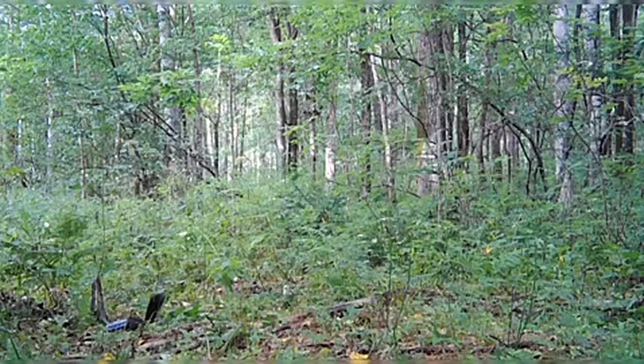 Обитателей Дурминского хозяйства заинтересовала сорванная тигром фотоловушка