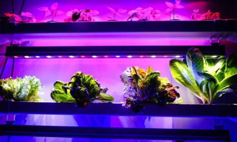 Свет для растений: искусственный или натуральный?