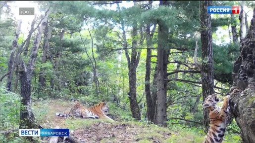 Четырёх амурских тигров отправят в Казахстан с Дальнего Востока в начале следующего года