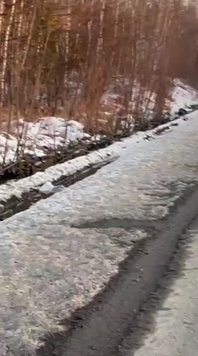 Конфликтного тигра, держащего в страхе жителей села Селихино, планируют отловить