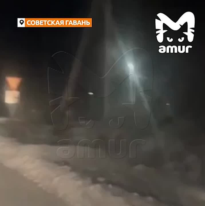 Дикая семейка кабанов носилась ночью по городу Хабаровского края