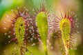 Великолепие росянок: погружаемся в мир хищных растений