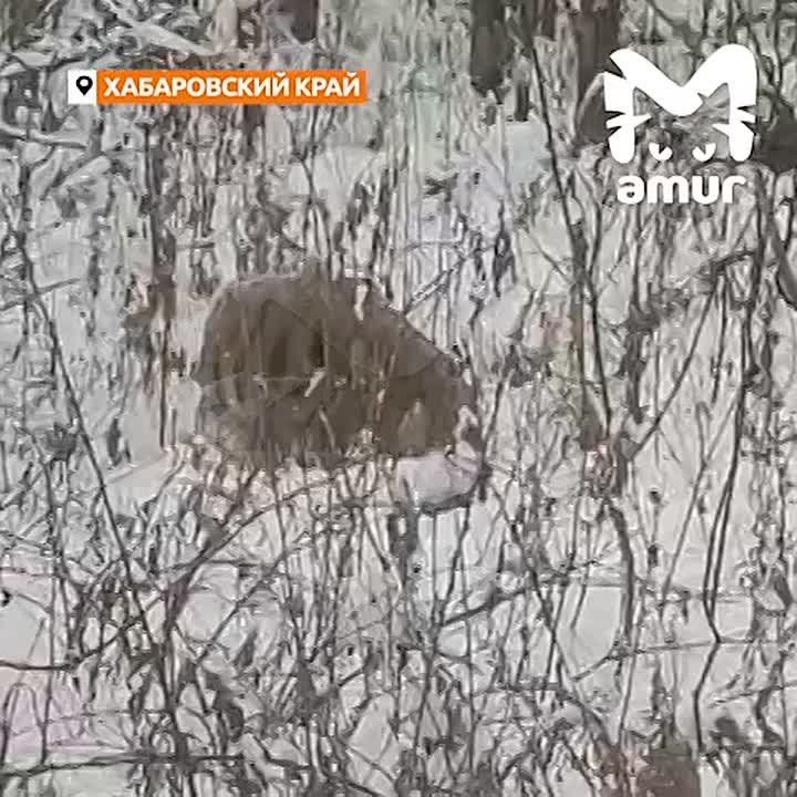 Крупный тигр охраняет выезд из посёлка в Хабаровском крае