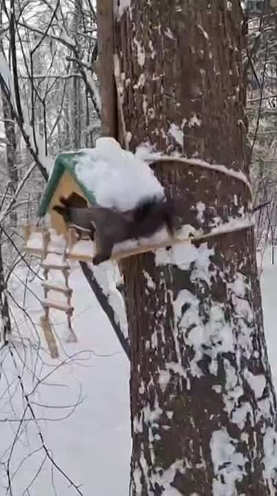 Обитательниц городского дендрария сняла на видео хабаровчанка Ирина заметила в дендрарии белку, которая забралась в домик, чтобы достать оттуда орехи. Со своей добычей она поспешила скрыться из виду