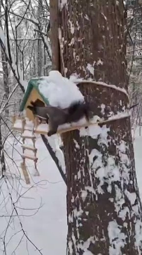 Обитательниц городского дендрария сняла на видео хабаровчанка Ирина заметила в дендрарии белку, которая забралась в домик, чтобы достать оттуда орехи. Со своей добычей она поспешила скрыться из виду