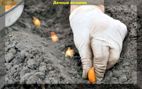 Не паникуйте из-за опоздания с посадкой чеснока и лука