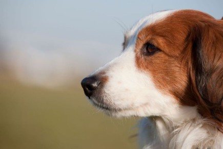 Житель Хабаровского района убил чужую собаку за то, что та его покусала