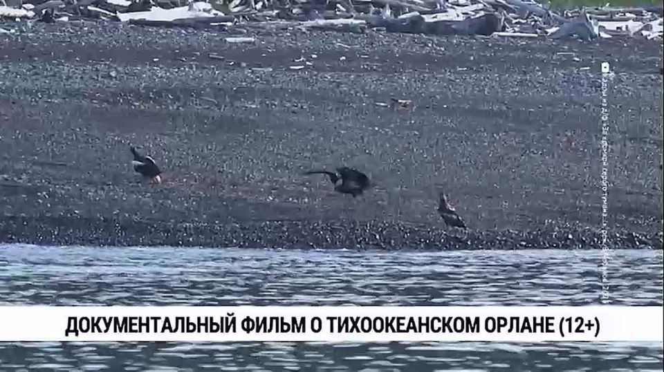 Документалисты Хабаровского края сняли фильм о жизни белоплечего орлана — редкой краснокнижной птицы, обитающей только на Дальнем Востоке
