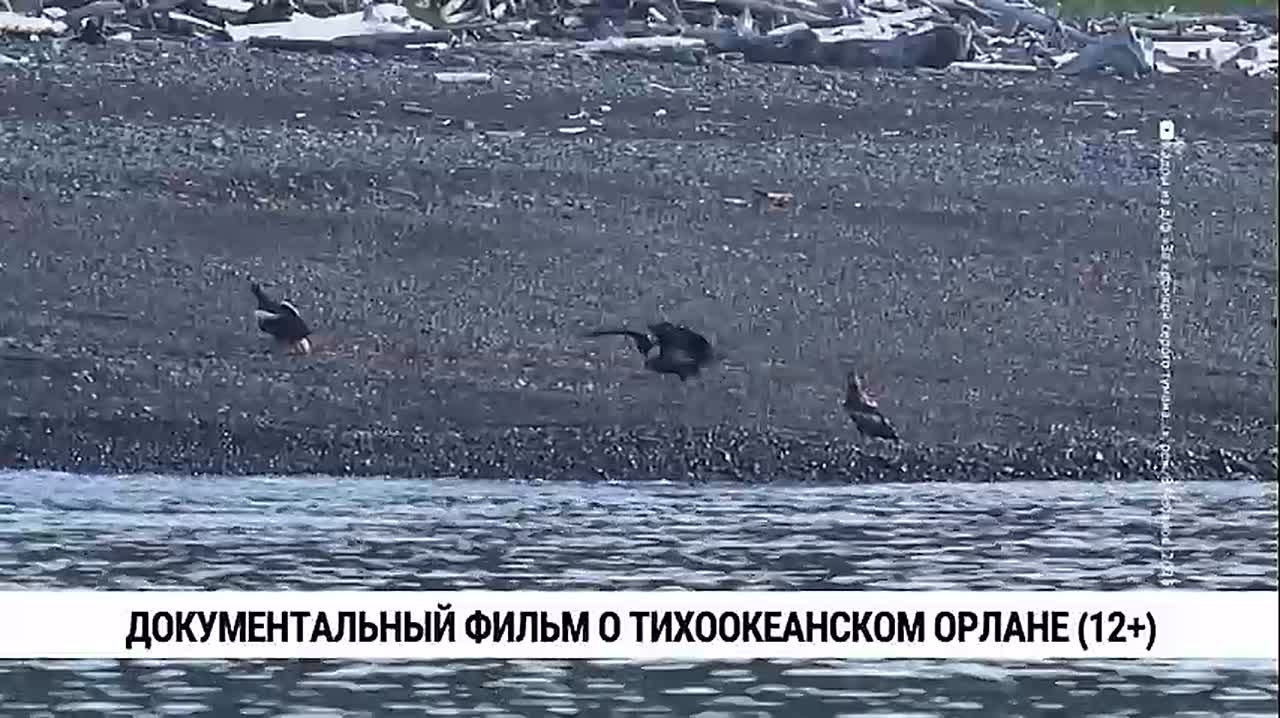 Документалисты Хабаровского края сняли фильм о жизни белоплечего орлана — редкой краснокнижной птицы, обитающей только на Дальнем Востоке