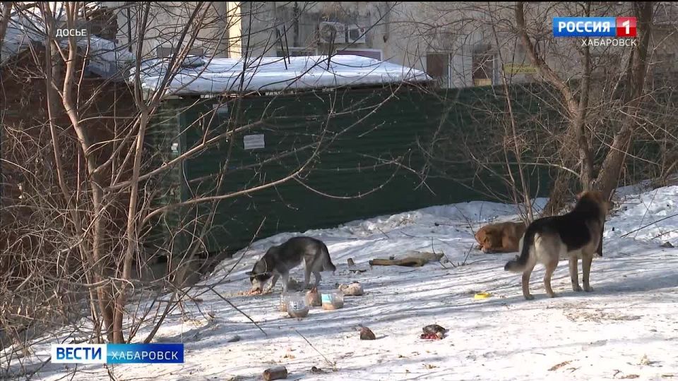За нападение бездомной собаки на подростка мэрия Хабаровск заплатит по суду 40 тысяч рублей