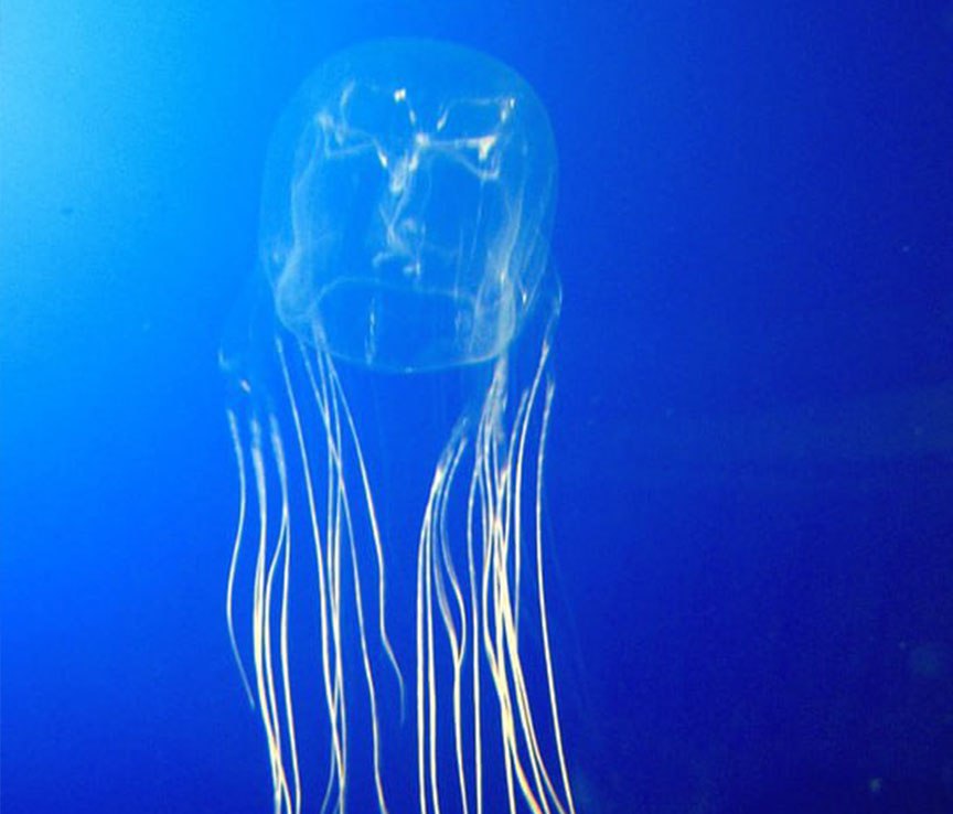 Двухлетний ребёнок умер после укуса ядовитой медузы в Малайзии — малыш 4 дня был в реанимации, но его не смогли спасти Двухлетний ребёнок умер после укуса ядовитой медузы в Малайзии — малыш 4 дня был в реанимации, но его не смогли спасти