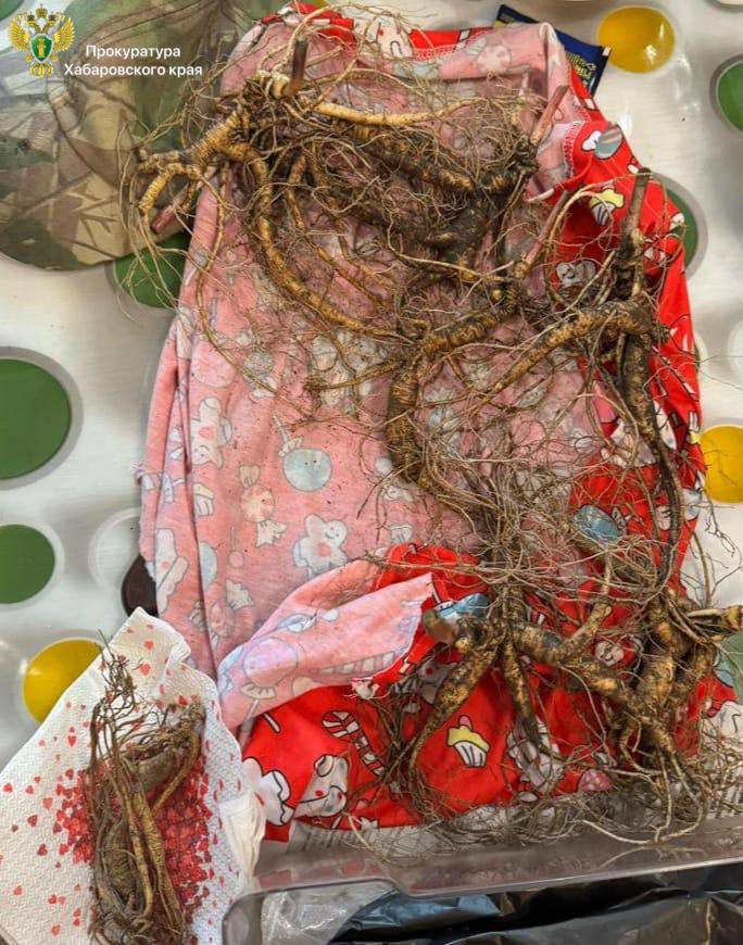 Житель Вяземского района получил год исправительных работ за хранение женьшеня