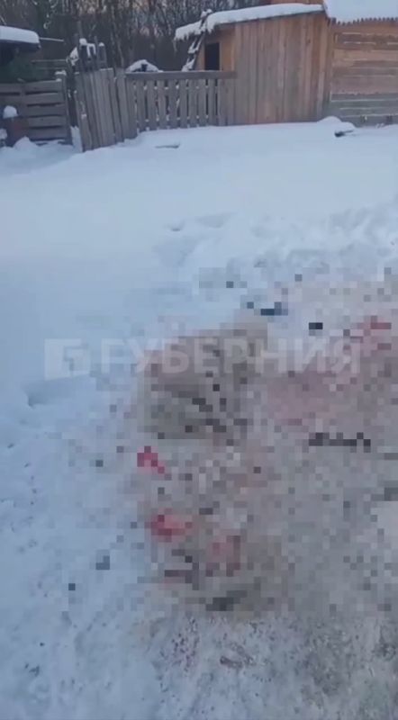 Тигр порвал собаку в районе имени Лазо