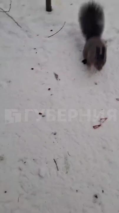 Хабаровчанка прикормила белку в городском дендрарии