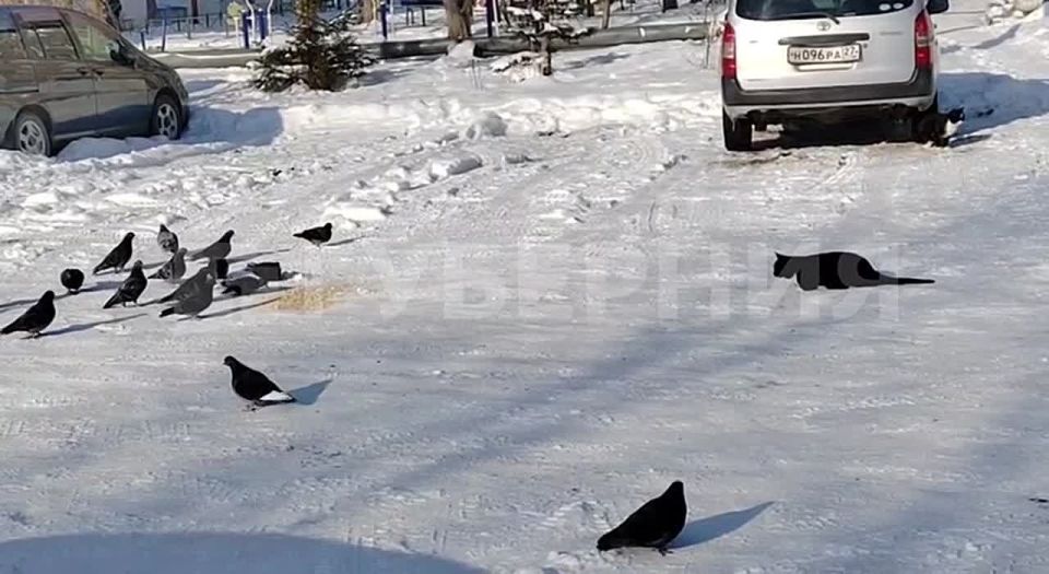 Неудачливого охотника сняли в Переяславке