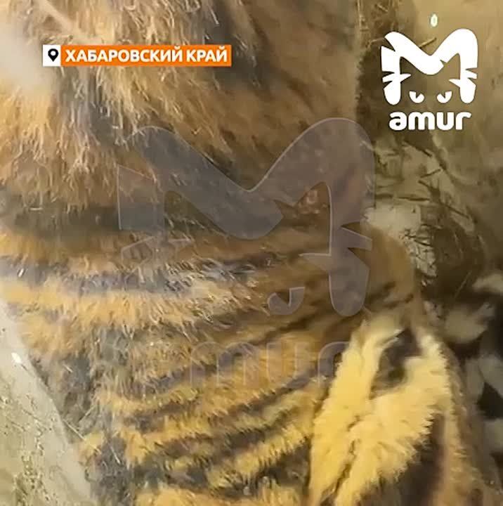 Грозный рык от пойманного тигра-гиганта, который охотился в двух посёлках Хабаровского края
