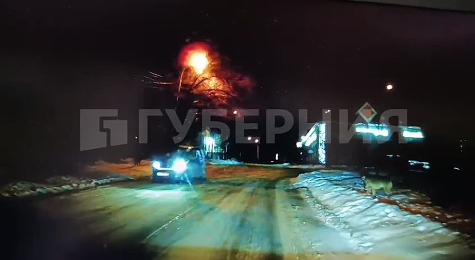 «Шел бы пешком, просто порвали бы меня»: стая собак кошмарит автолюбителей в Хабаровске