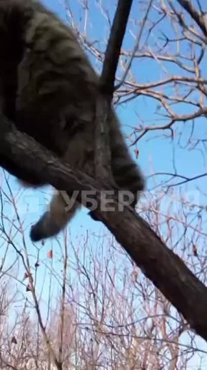 Самого ловкого кота заметили на базе КАФ в Хабаровске Житель частного сектора снял на видео кота, забравшегося на дерево. Удержаться на ветке стоило ему немалых усилий – один раз кот чуть не упал вниз