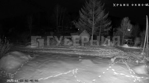 Тигры продолжают выходить к людям в Хабаровском крае