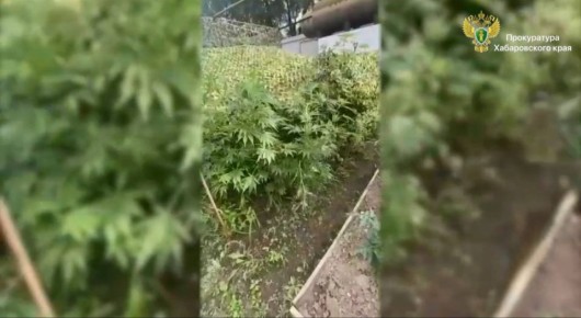 В Хабаровске вынесен приговор местной жительнице, культивировавшей наркосодержащие растения