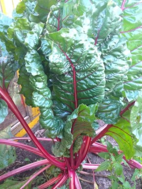 Мангольд: секреты выращивания и популярные сорта для вашего сада