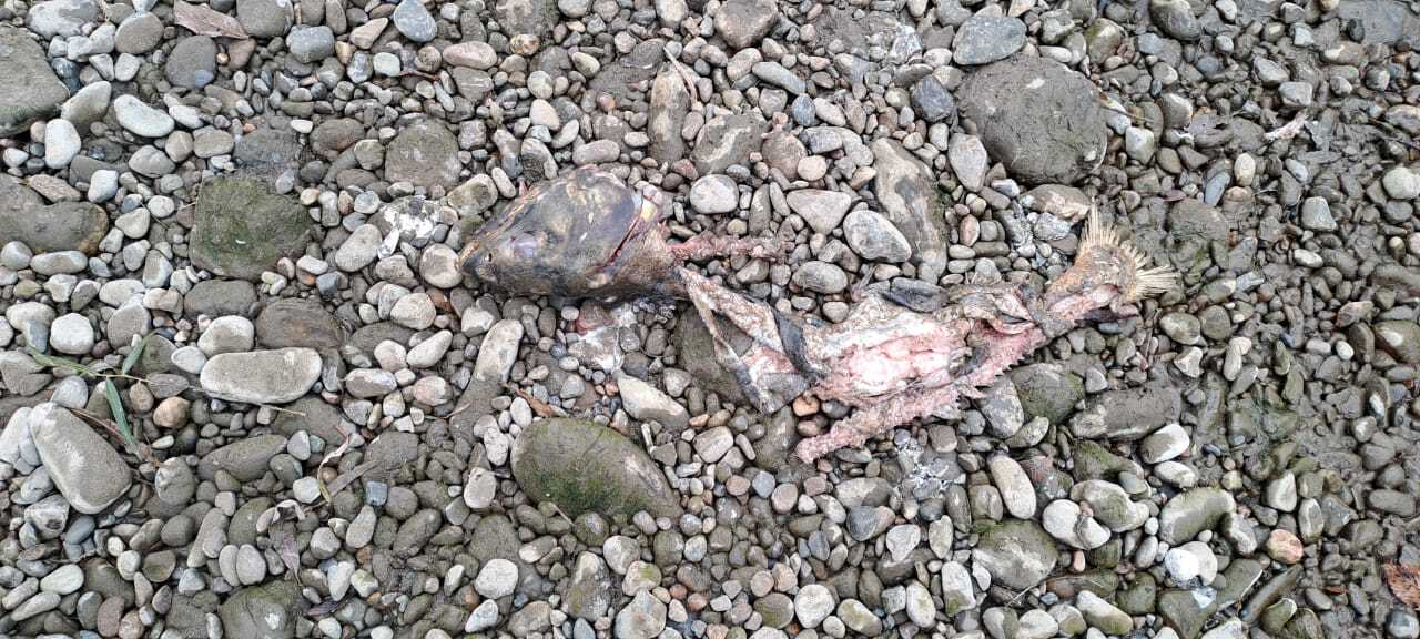 Нерест кеты увеличился в Анюйском национальном парке Нерест кеты увеличился в Анюйском национальном парке