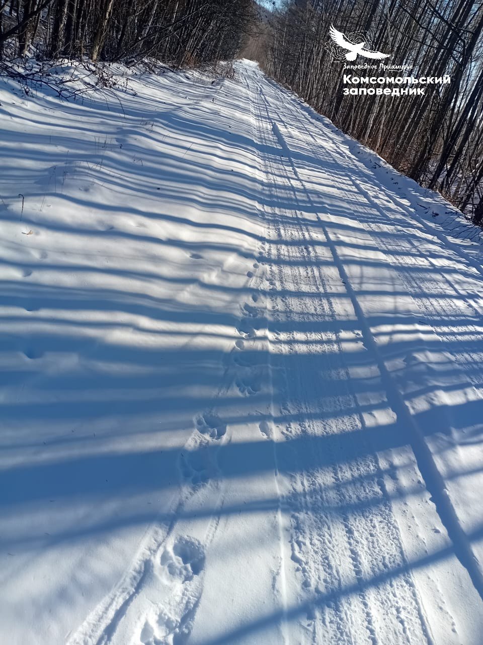 Тигров в Хабаровском крае стали замечать даже в самых нехоженых местах