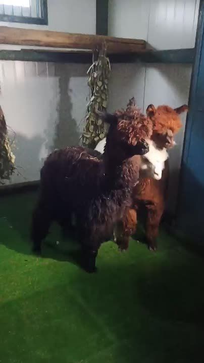 В Приамурский зоосад приехали три альпаки из Чили