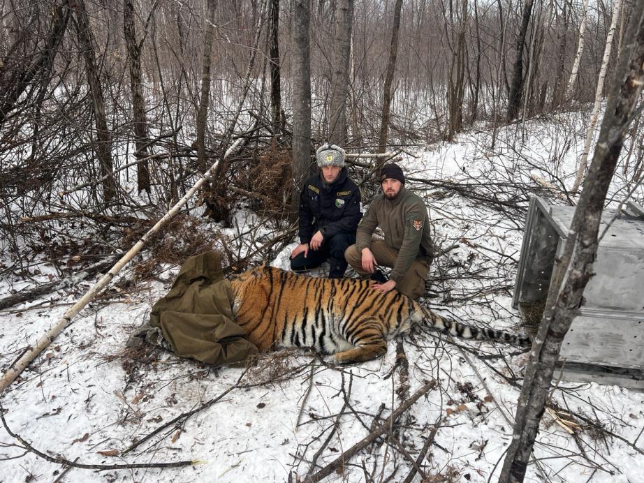 В Хабаровском крае отловили уже 13-го с начала года конфликтного тигра В Хабаровском крае отловили уже 13-го с начала года конфликтного тигра