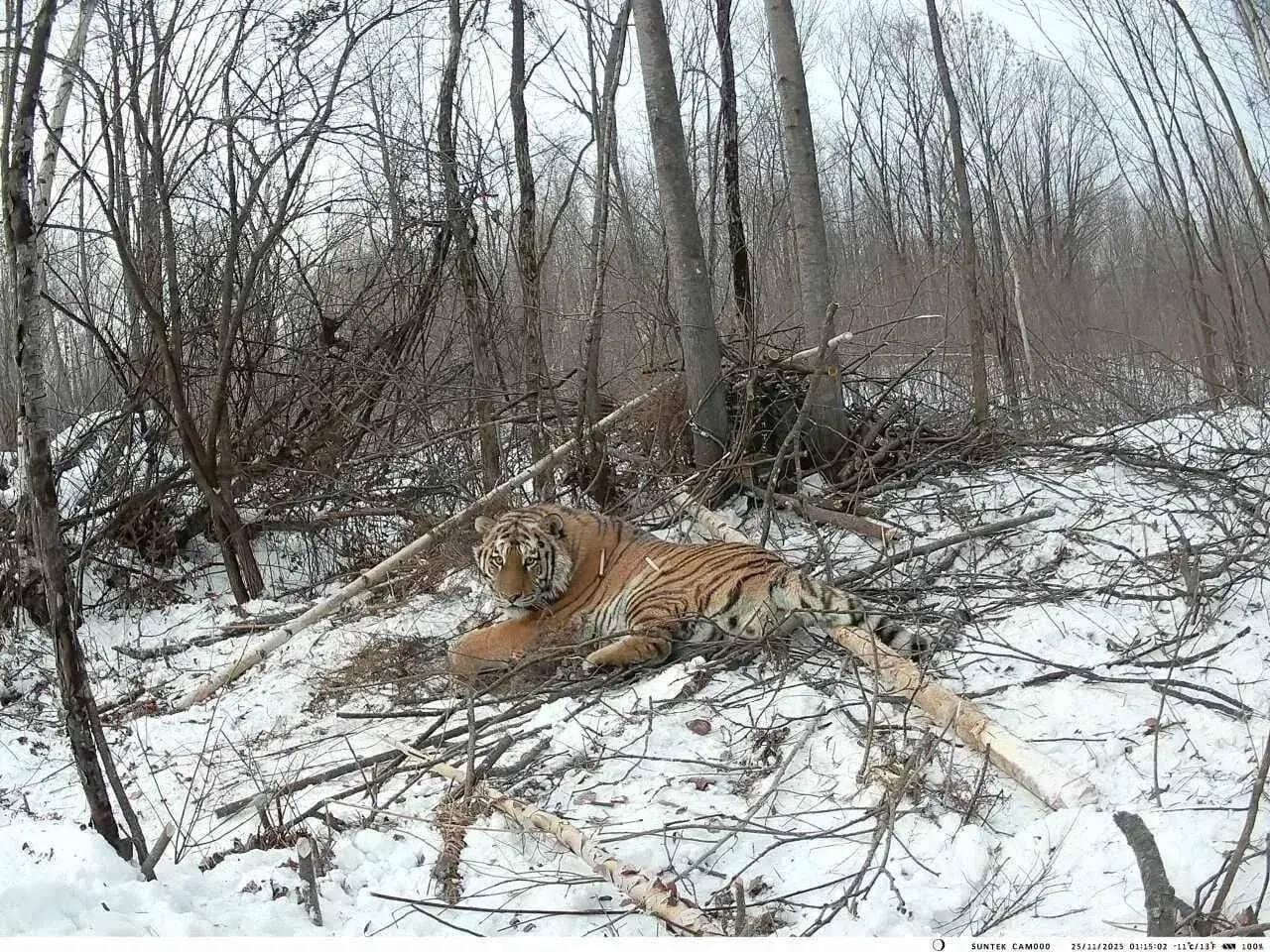 В Хабаровском крае отловили уже 13-го с начала года конфликтного тигра