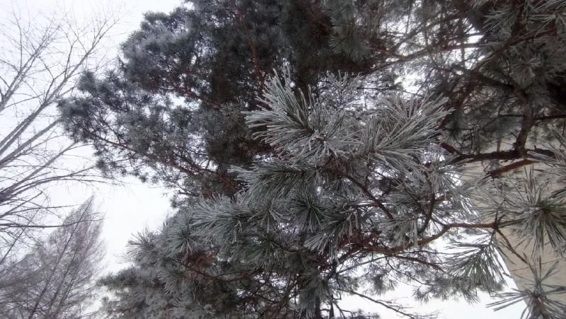 Хабаровск побелел от инея в ожидании нового циклона Хабаровск побелел от инея в ожидании нового циклона