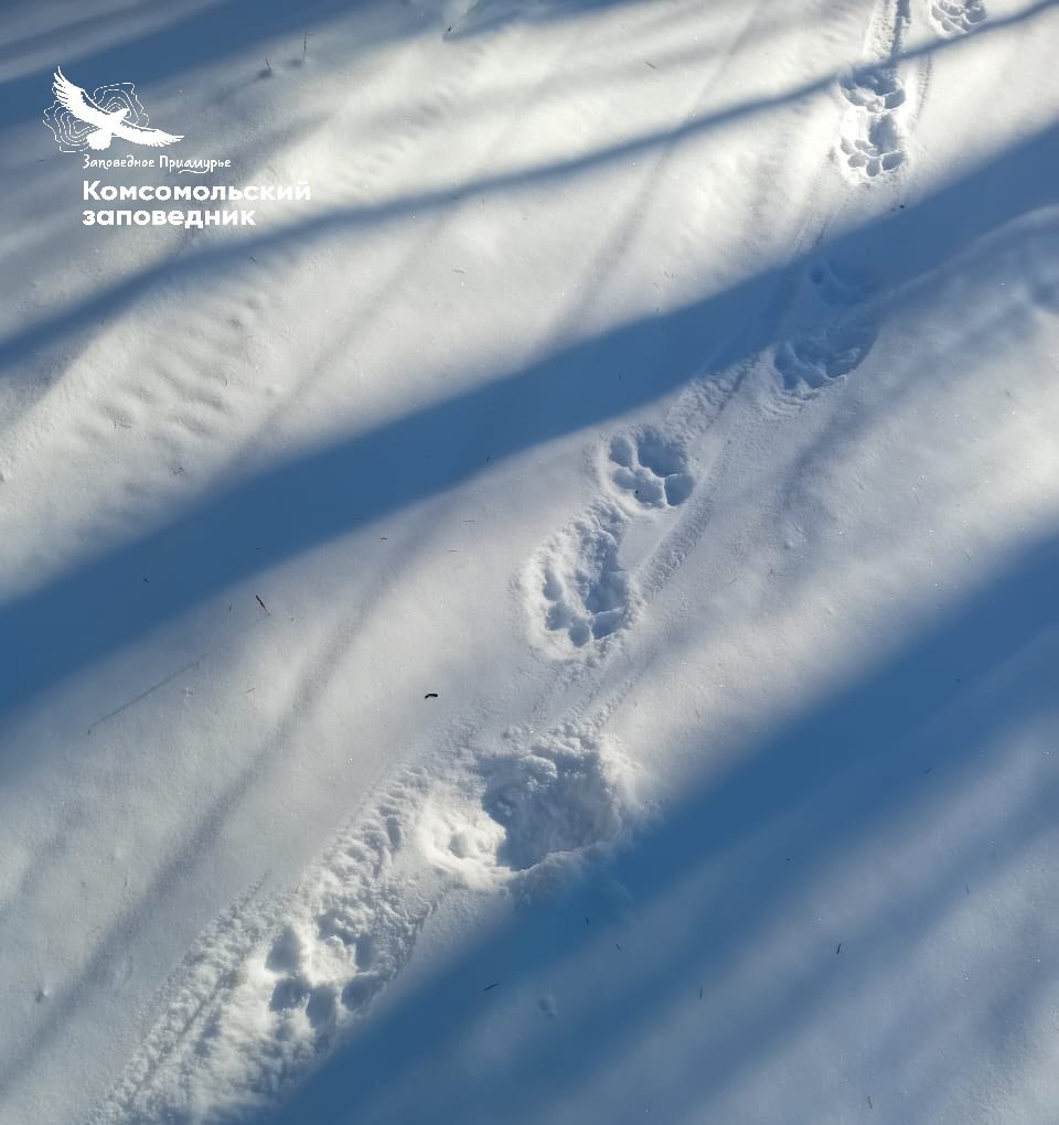 Тигров в Хабаровском крае стали замечать даже в самых нехоженых местах Тигров в Хабаровском крае стали замечать даже в самых нехоженых местах