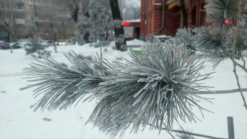 Хабаровск побелел от инея в ожидании нового циклона Хабаровск побелел от инея в ожидании нового циклона