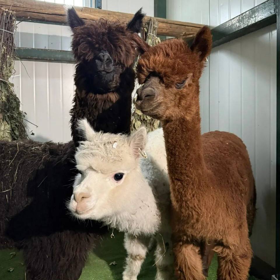 Хорошие новости из зоосада «Приамурский» имени В. П. Сысоева Хорошие новости из зоосада «Приамурский» имени В. П. Сысоева